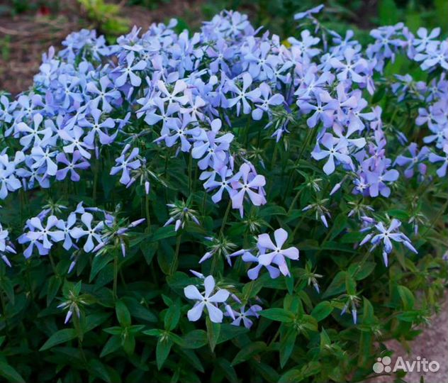 Флокс растопыренный