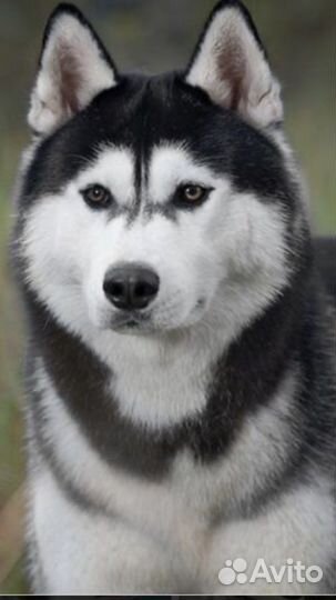 Вязка Хаски