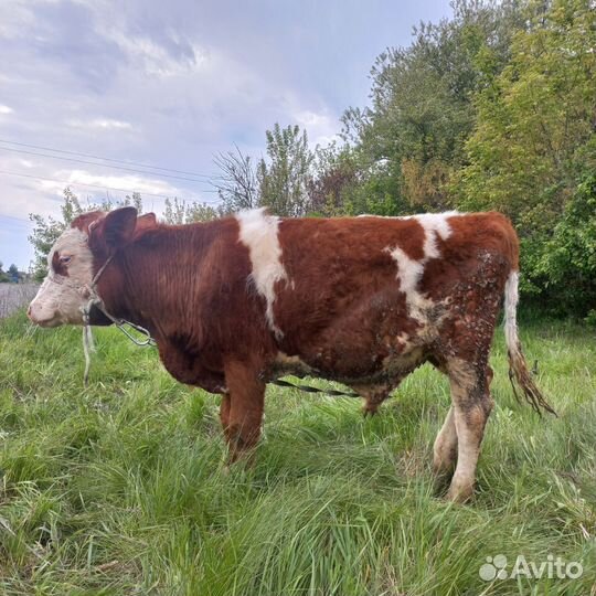 Бычки симменталы годовых