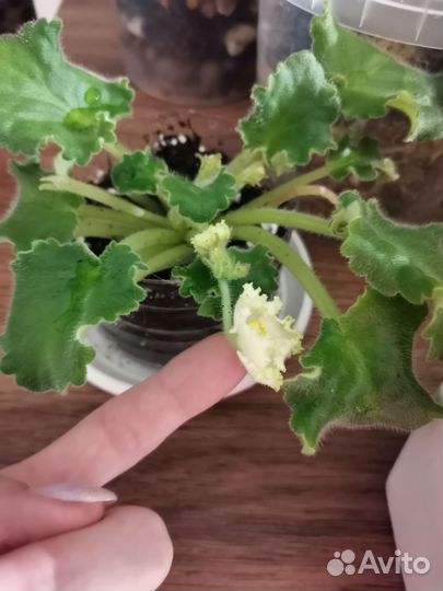 Сортовая фиалка