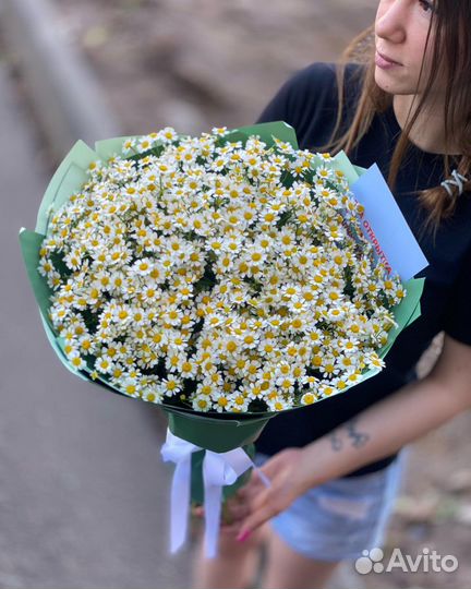 Букет из 25 веток Ромашек (Танацетум)