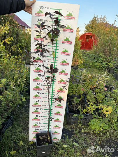 Декоративная яблоня Роялти краснолистная