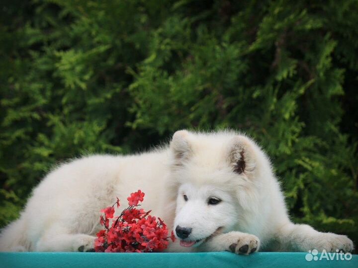 Подрощенные щенки самоеда, документы РКФ