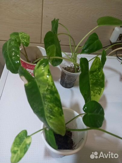 Филодендрон бурле макс вариегатный