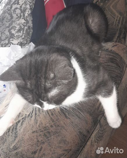 Отдам кота в добрые руки