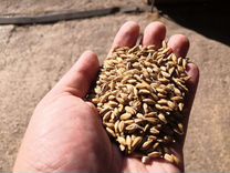 Пшеница, ячмень, семечка,кукуруза,горох