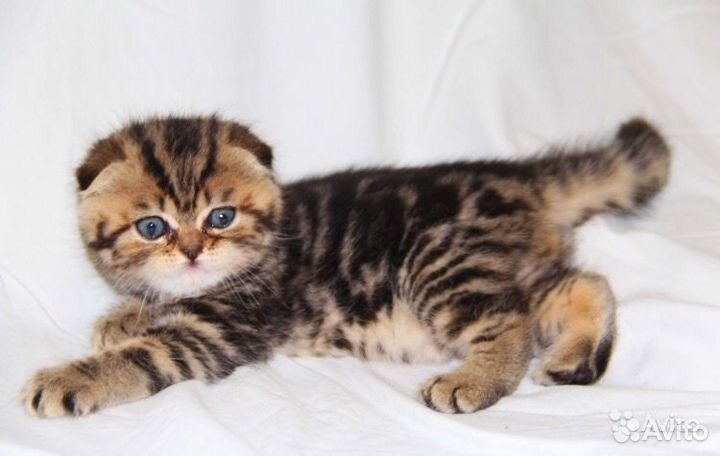 Мраморные вислоухие котята