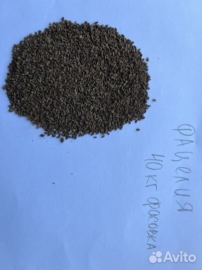 Семена фацелии