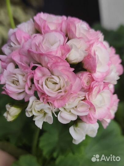 Пеларгония герань розебудная