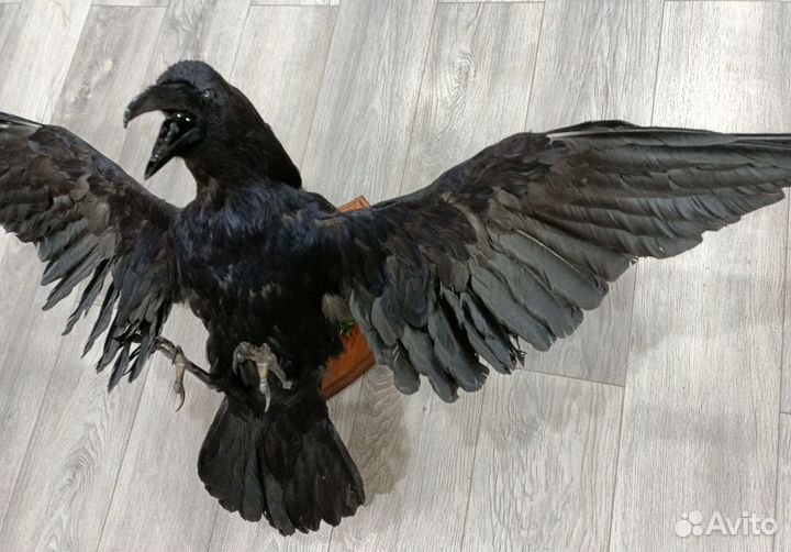 Ворон чучело
