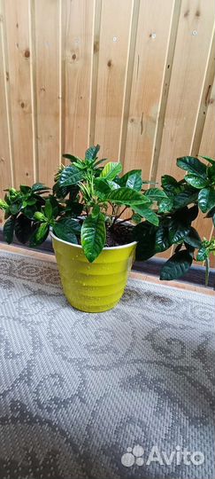 Гардения жасминовидная