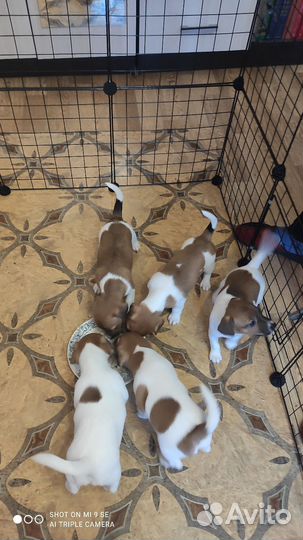 Щенки джек рассел терьер