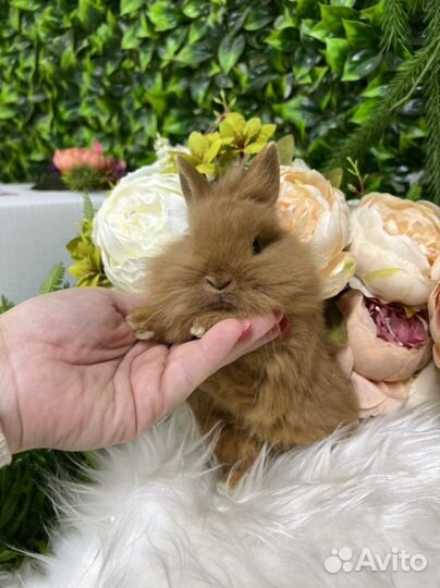 Кролики ручные домашние
