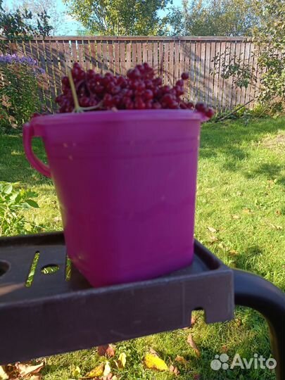 Продам калина красная, боярышник садовый