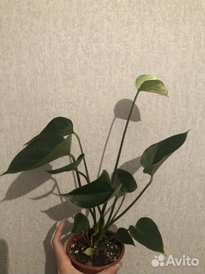 Антуриум разные сорта