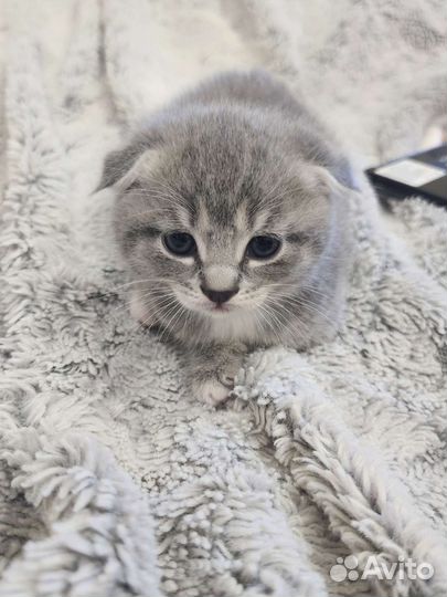 Вислоухие котята в добрые руки