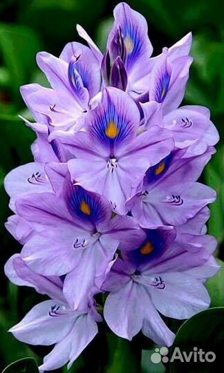 Эйхорния водный гиацинт