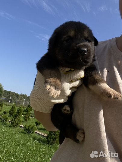 Щенок в добрые руки бесплатно