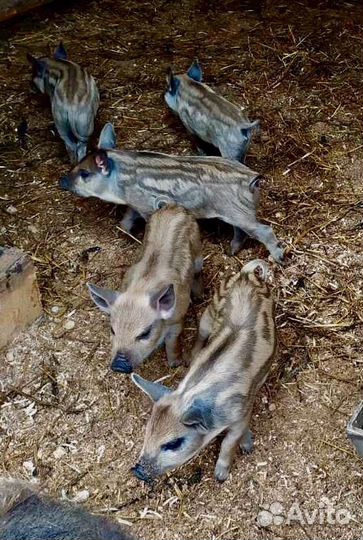 Поросята Венгерская Мангалица