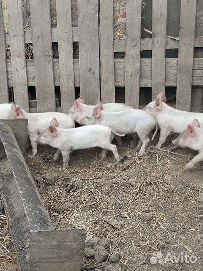 Поросята