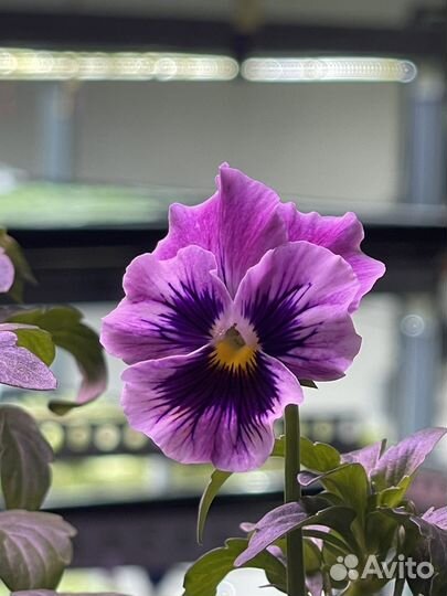 Виола, пищевые цветы