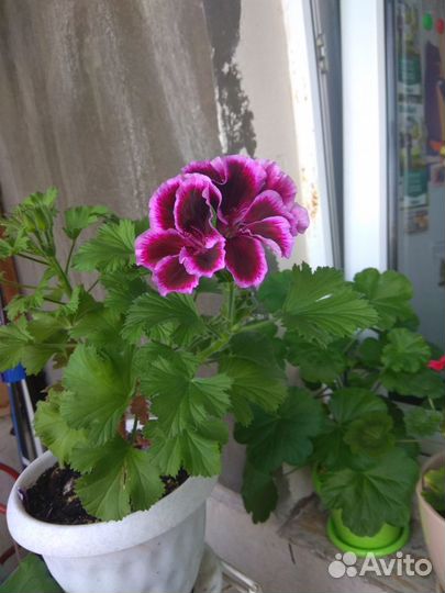 Пеларгония(герань) продажа и обмен