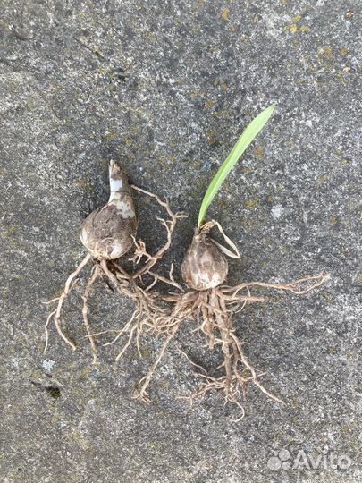 Амариллис красный