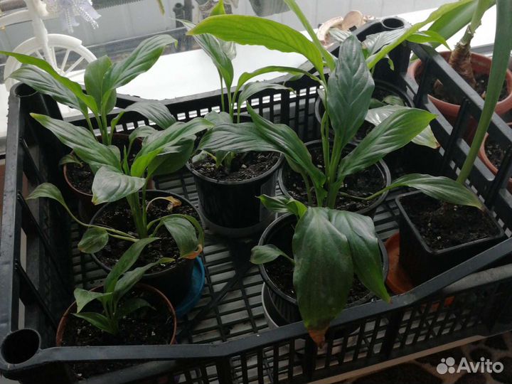 Фиалка,женское счастье спатифилиум