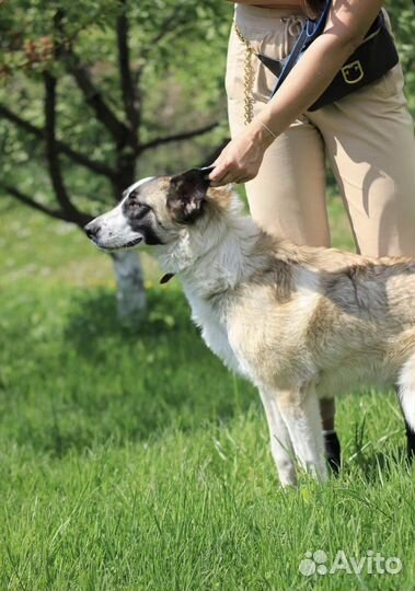 Русская псовая борзая