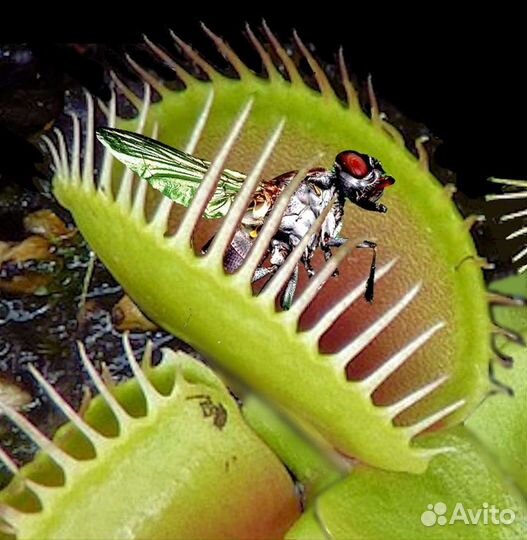 Семена Мухоловки Гигантская ловушка (Giant) 3 шт