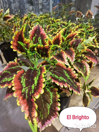 Черенки Колеуса