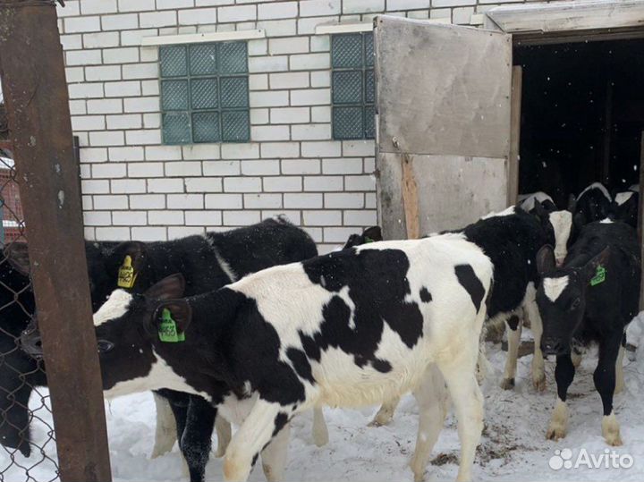 Бычки телята