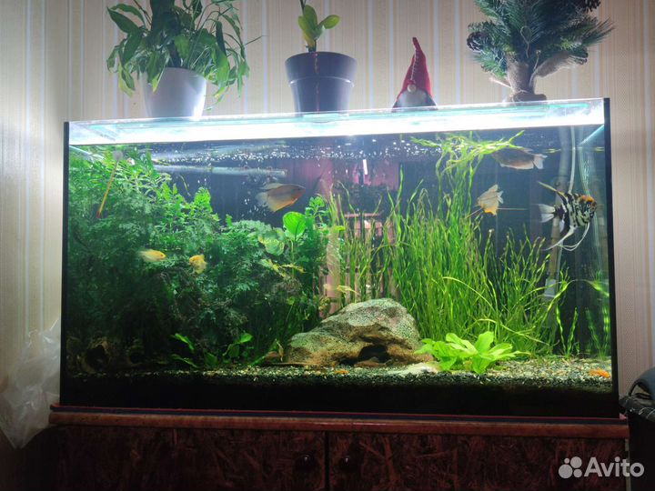 Аквариумные рыбки