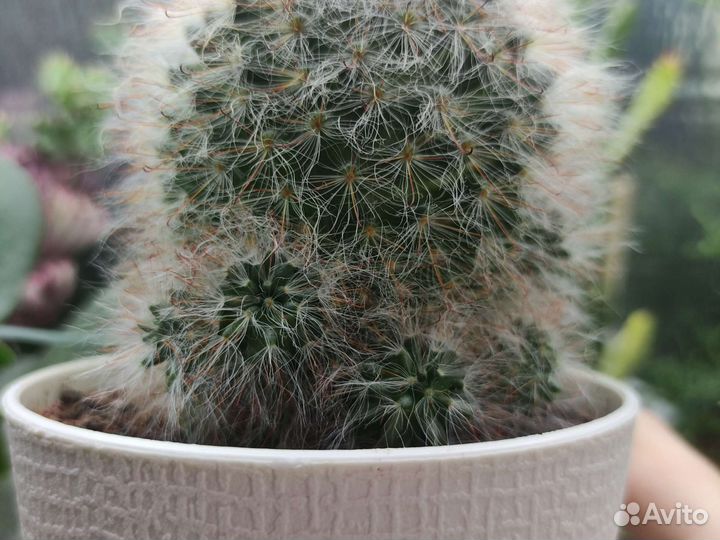 Кактусы почтой