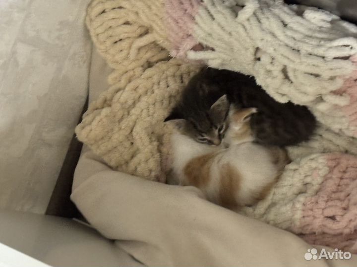 Котята в добрые руки бесплатно мальчик