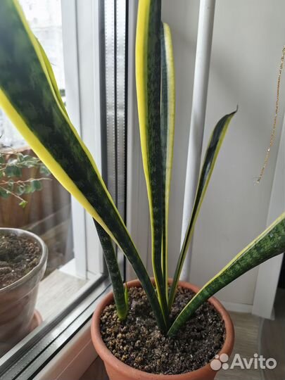 Сансевиерия