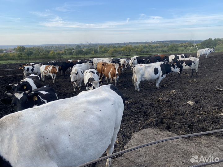 Коровы дойные молочные, нетели
