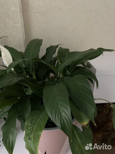 Спатифиллум, пальма финиковая