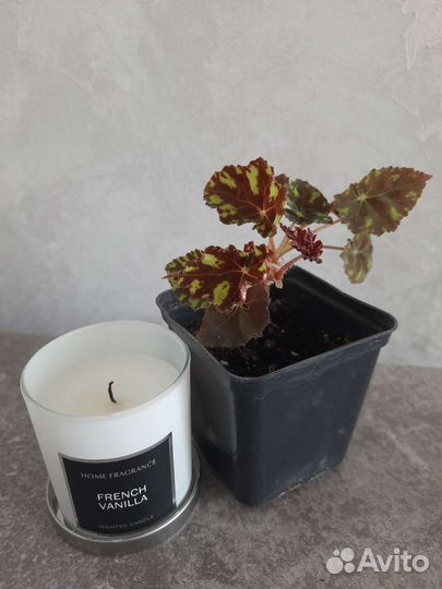 Бегония тигровая