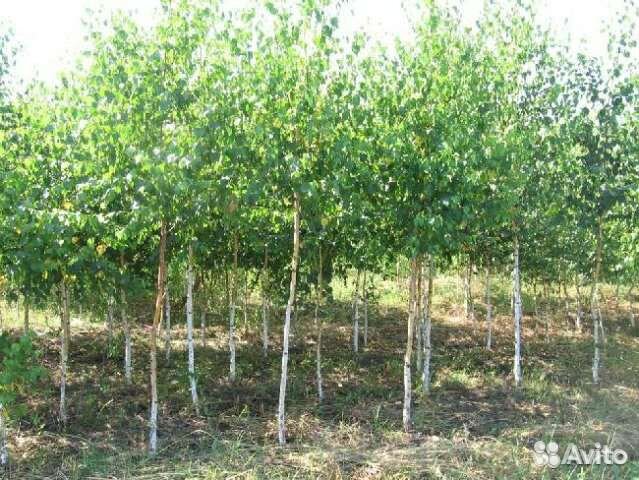 Саженцы ели, березы, клена и сосны