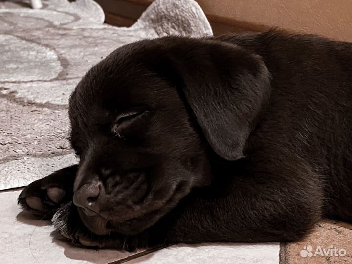 Щенок шоколадного лабрадора