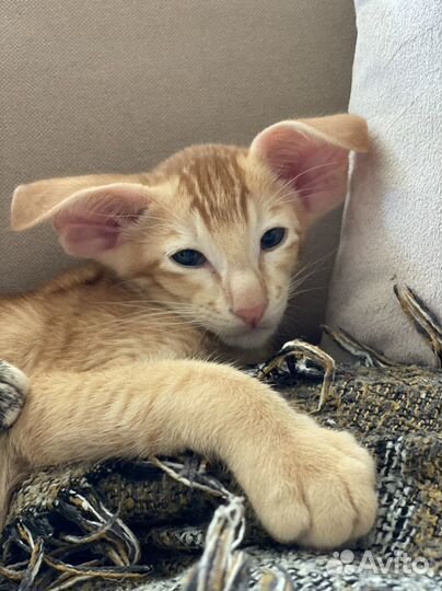 Ориентальный кот