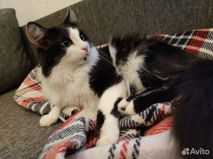 Фунтик ищет дом