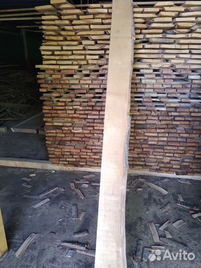 Берёза сухая