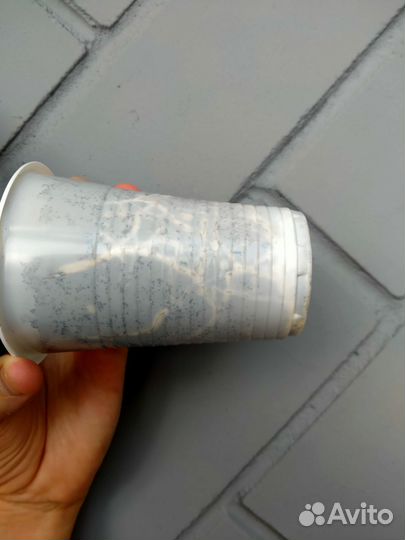 Фикус каучуконосный эластика Мелани (Melani)