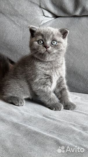 Британский вислоухий котенок