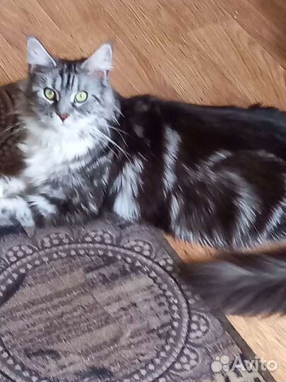 Котята мейн-кун