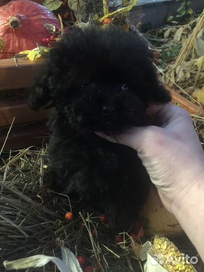 Micro teddy poodle Кора