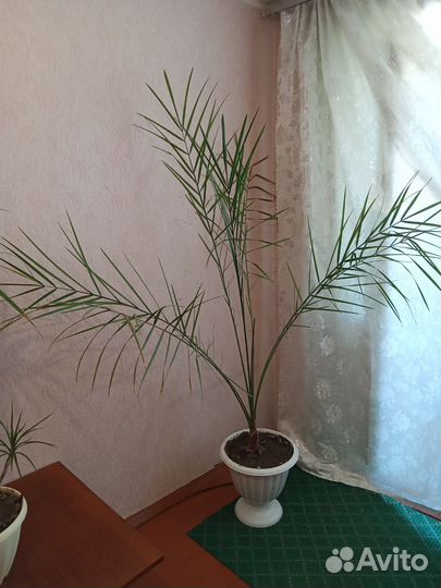 Финиковая пальма