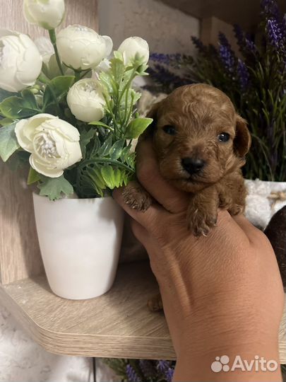 Той-пудель девочка